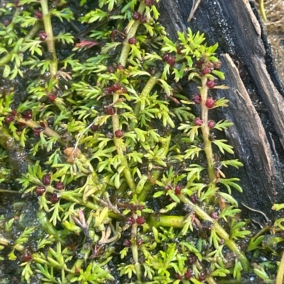 Myriophyllum alpinum (Alpine Water-milfoil) at Nurenmerenmong, NSW - 12 Jan 2024 by JaneR