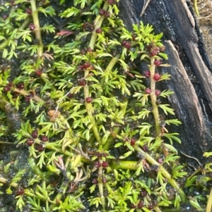 Myriophyllum alpinum at The Tops at Nurenmerenmong - 12 Jan 2024