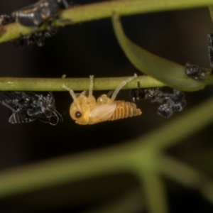 Eurymeloides sp. (genus) at Evatt, ACT - 7 Nov 2023