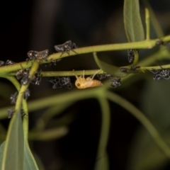 Eurymeloides sp. (genus) at Evatt, ACT - 7 Nov 2023