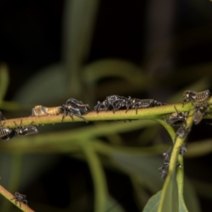 Eurymeloides sp. (genus) at Evatt, ACT - 7 Nov 2023