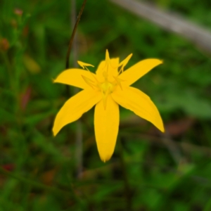 Hypoxis hygrometrica var. hygrometrica at QPRC LGA - 13 Jan 2024