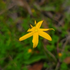 Hypoxis hygrometrica var. hygrometrica at QPRC LGA - 13 Jan 2024