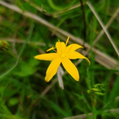 Hypoxis hygrometrica var. hygrometrica at QPRC LGA - 13 Jan 2024