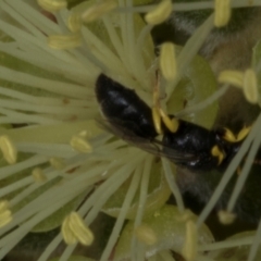 Hylaeus (Gnathoprosopis) euxanthus (Plasterer bee) at Evatt, ACT - 6 Nov 2023 by AlisonMilton
