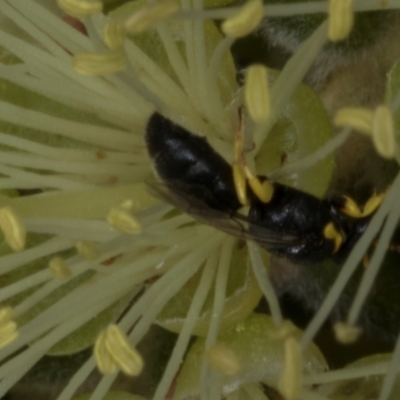 Hylaeus (Gnathoprosopis) euxanthus (Plasterer bee) at Evatt, ACT - 7 Nov 2023 by AlisonMilton