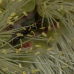 Hylaeus (Gnathoprosopis) euxanthus at Evatt, ACT - 7 Nov 2023