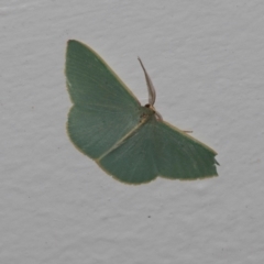 Chlorocoma assimilis (Golden-fringed Emerald Moth) at Higgins, ACT - 15 Nov 2023 by AlisonMilton