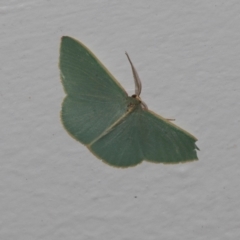 Chlorocoma assimilis (Golden-fringed Emerald Moth) at Higgins, ACT - 14 Nov 2023 by AlisonMilton