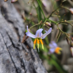 Dianella caerulea (Common Flax Lily) at QPRC LGA - 13 Jan 2024 by Csteele4