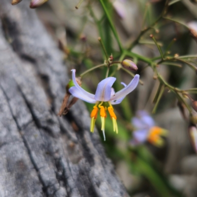 Dianella caerulea (Common Flax Lily) at QPRC LGA - 13 Jan 2024 by Csteele4