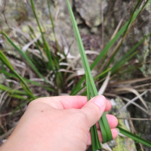 Dianella caerulea at QPRC LGA - 13 Jan 2024