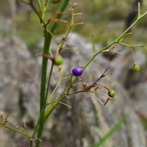 Dianella caerulea at QPRC LGA - 13 Jan 2024