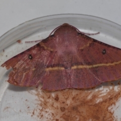 Oenochroma vinaria (Pink-bellied Moth, Hakea Wine Moth) at Higgins, ACT - 14 Nov 2023 by AlisonMilton