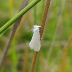 Tipanaea patulella (The White Crambid moth) at QPRC LGA - 13 Jan 2024 by Csteele4