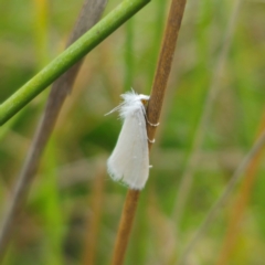 Tipanaea patulella (A Crambid moth) at QPRC LGA - 13 Jan 2024 by Csteele4