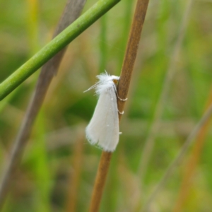 Tipanaea patulella at QPRC LGA - 13 Jan 2024