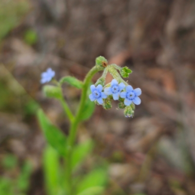Cynoglossum australe (Australian Forget-me-not) at Captains Flat, NSW - 13 Jan 2024 by Csteele4