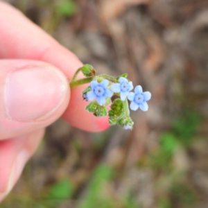 Cynoglossum australe at QPRC LGA - 13 Jan 2024