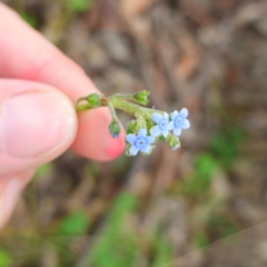 Cynoglossum australe at QPRC LGA - 13 Jan 2024