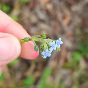 Cynoglossum australe at QPRC LGA - 13 Jan 2024