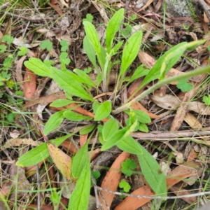 Cynoglossum australe at QPRC LGA - 13 Jan 2024