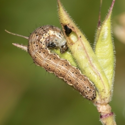 Helicoverpa (genus) (A bollworm) at Higgins, ACT - 1 Dec 2023 by AlisonMilton