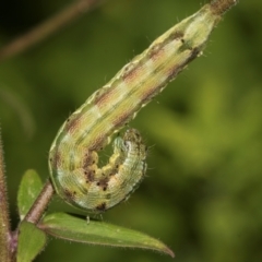 Helicoverpa (genus) (A bollworm) at Higgins, ACT - 1 Dec 2023 by AlisonMilton
