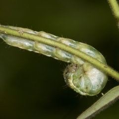 Helicoverpa (genus) at Higgins, ACT - 2 Dec 2023