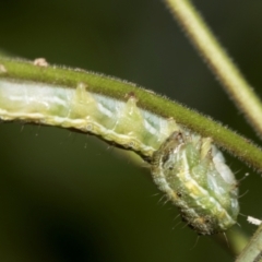 Helicoverpa (genus) at Higgins, ACT - 2 Dec 2023 08:42 AM