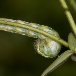 Helicoverpa (genus) at Higgins, ACT - 2 Dec 2023