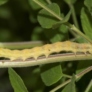 Helicoverpa punctigera at Higgins, ACT - 2 Dec 2023