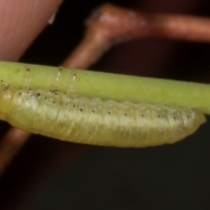 Paropsisterna sp. (genus) at Croke Place Grassland (CPG) - 7 Nov 2023 10:50 AM