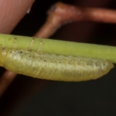 Lepidoptera unclassified IMMATURE moth at McKellar, ACT - 6 Nov 2023 by AlisonMilton