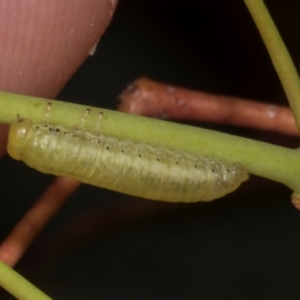 Paropsisterna sp. (genus) at Undefined Area - 7 Nov 2023 10:50 AM