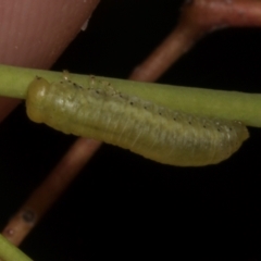 Paropsisterna sp. (genus) at Croke Place Grassland (CPG) - 7 Nov 2023 10:50 AM