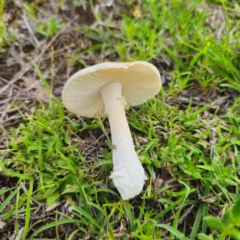 Amanita sp. at QPRC LGA - 13 Jan 2024