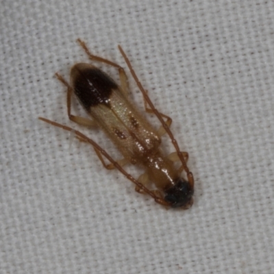 Atesta stigmosa (Longhorn or Longicorn beetle) at Higgins, ACT - 10 Jan 2024 by AlisonMilton
