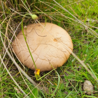 Agaricus sp. (Agaricus) at Captains Flat, NSW - 13 Jan 2024 by Csteele4