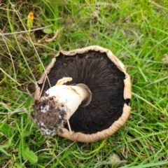 Agaricus sp. at QPRC LGA - 13 Jan 2024 03:16 PM