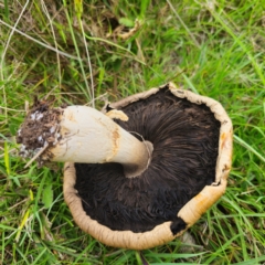 Agaricus sp. at QPRC LGA - 13 Jan 2024 03:16 PM