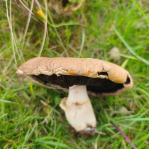 Agaricus sp. at QPRC LGA - 13 Jan 2024 03:16 PM