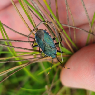 Notius depressus (Shield bug) at Captains Flat, NSW - 13 Jan 2024 by Csteele4