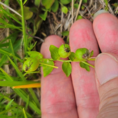 Lobelia pedunculata (Matted Pratia) at Captains Flat, NSW - 13 Jan 2024 by Csteele4