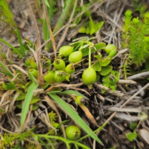 Lobelia pedunculata at QPRC LGA - 13 Jan 2024