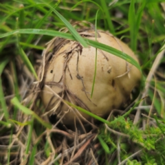 Amanita sp. (Amanita sp.) at QPRC LGA - 13 Jan 2024 by Csteele4