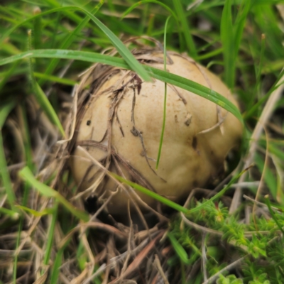 Amanita sp. (Amanita sp.) at Captains Flat, NSW - 13 Jan 2024 by Csteele4