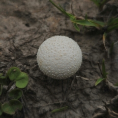 Lycoperdon sp. (Puffball) at QPRC LGA - 13 Jan 2024 by Csteele4