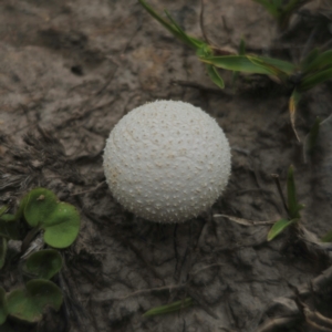 Lycoperdon sp. at QPRC LGA - 13 Jan 2024