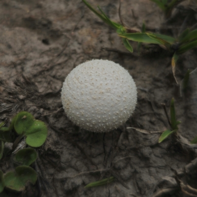 Lycoperdon sp. (Puffball) at Captains Flat, NSW - 13 Jan 2024 by Csteele4